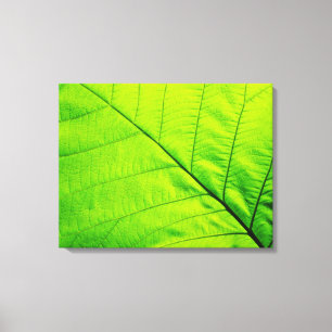 Canvas de Folha Verde Macro