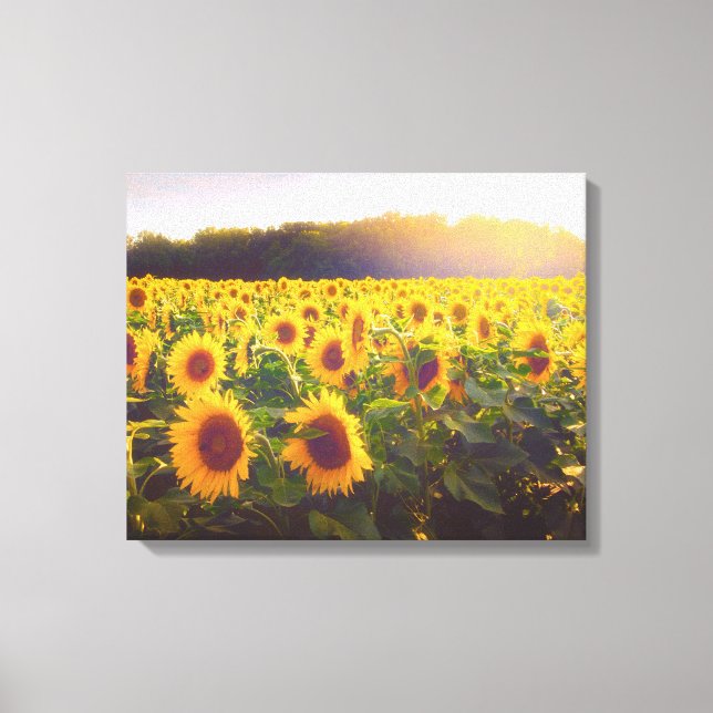 Canvas de Fotografia de Girassol (Frente)