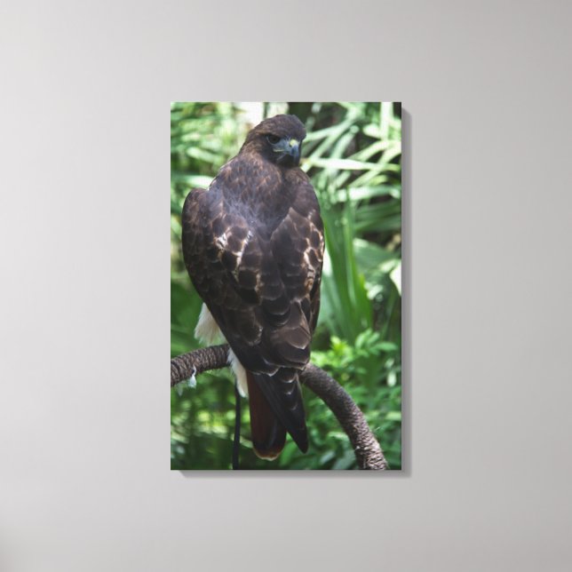 Canvas de Fotografia Red Tail Hawk (Frente)