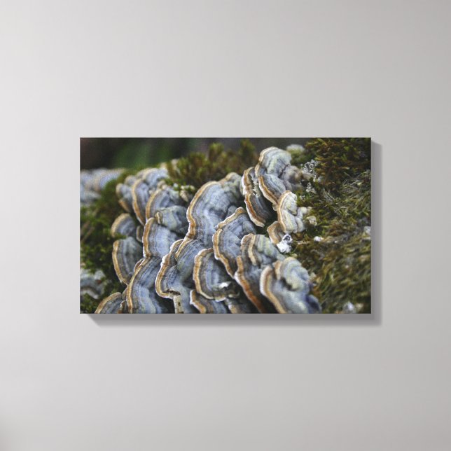 Canvas de Fotografias de Árvore de Mushroom (Frente)