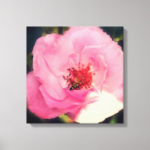 Canvas de Fotografias Rosa Rosa Rosa Rosa Rosa Ros