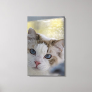 Canvas de Gata Branca