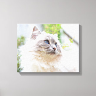 Canvas de Gata de Gato