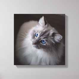Canvas de Gato Ragdoll - Olhos Azuis de Millie