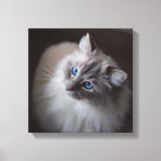Canvas de Gato Ragdoll - Olhos Azuis de Millie