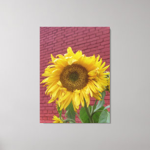 Canvas de girassol