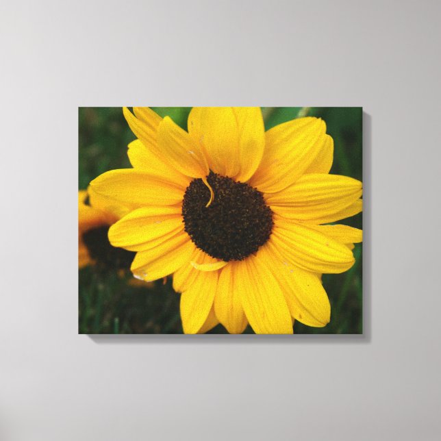 Canvas de girassol (Frente)