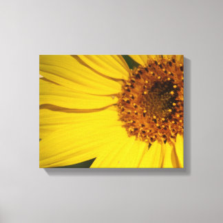 Canvas de girassol