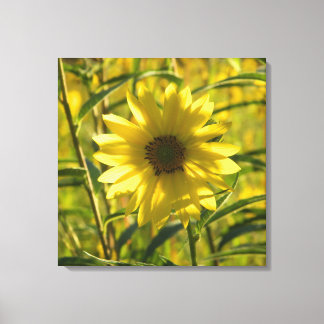 Canvas de girassol 24x24
