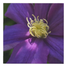 Canvas de Impressão