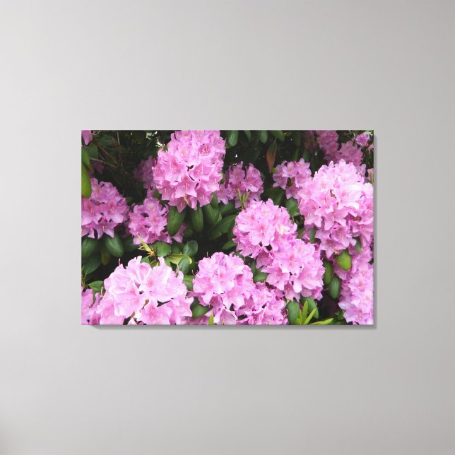 Canvas de Impressão de Rhododendrons Rosa (Frente)