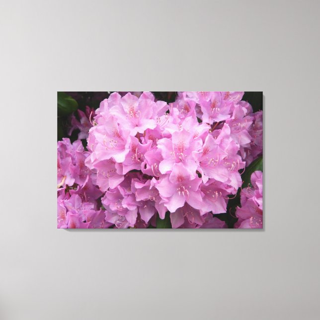 Canvas de Impressão de Rhododendrons Rosa (Frente)