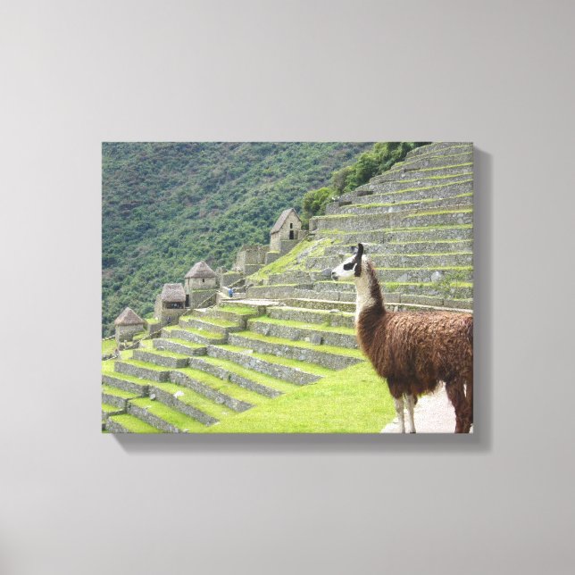 canvas de lama (Frente)
