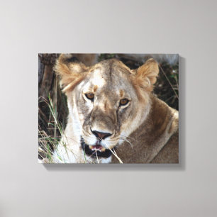 canvas de leoa