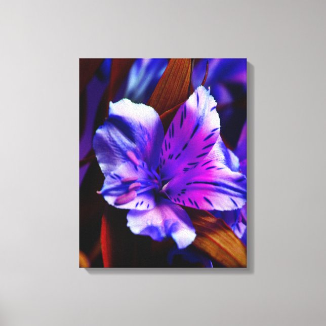 Canvas de Lily Art Roxo-Tigre Vibrante (Frente)