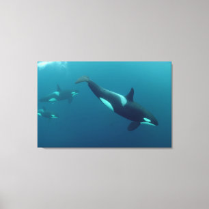 Canvas de Orca "Killer Whale"