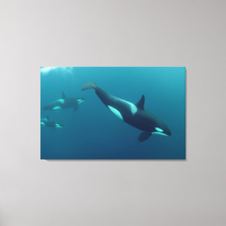 Canvas de Orca "Killer Whale"