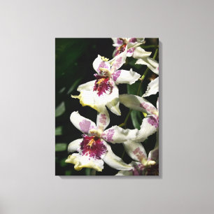 Canvas de orquídea Beallara - 18x24
