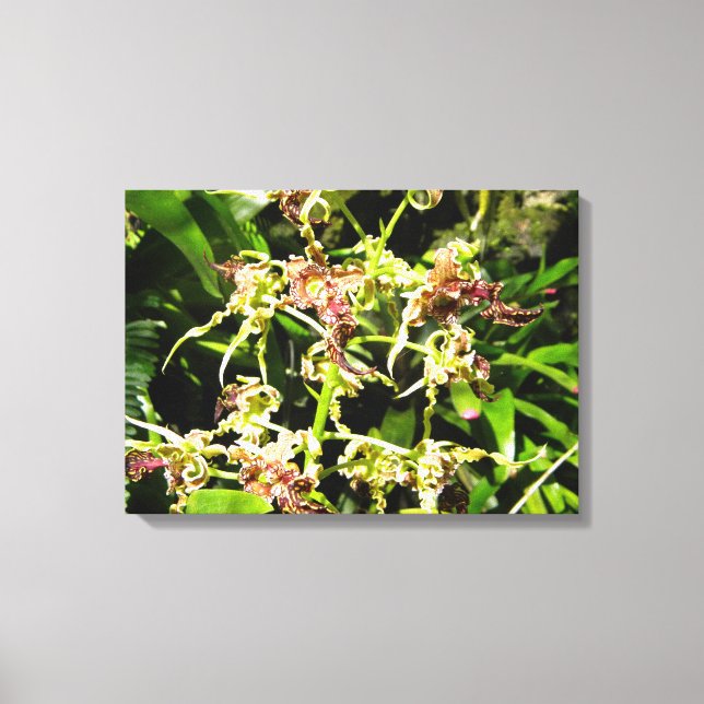 Canvas de orquídeas (Frente)