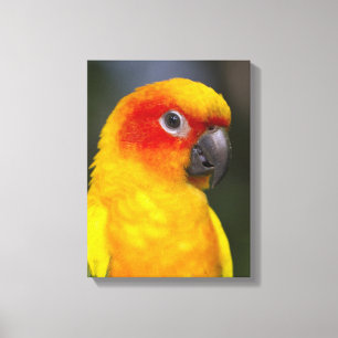Canvas de Papagaio Sun Conure