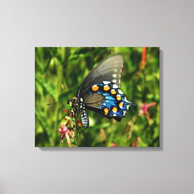 canvas de pípebra (Frente)