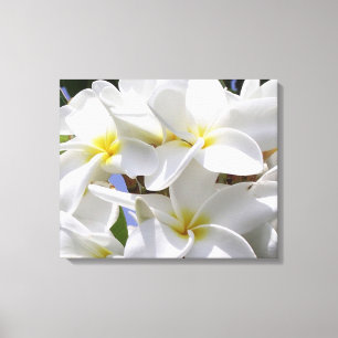Canvas de Plumeria Gorda