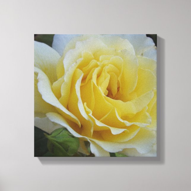 Canvas de rosa branca e amarela (Frente)