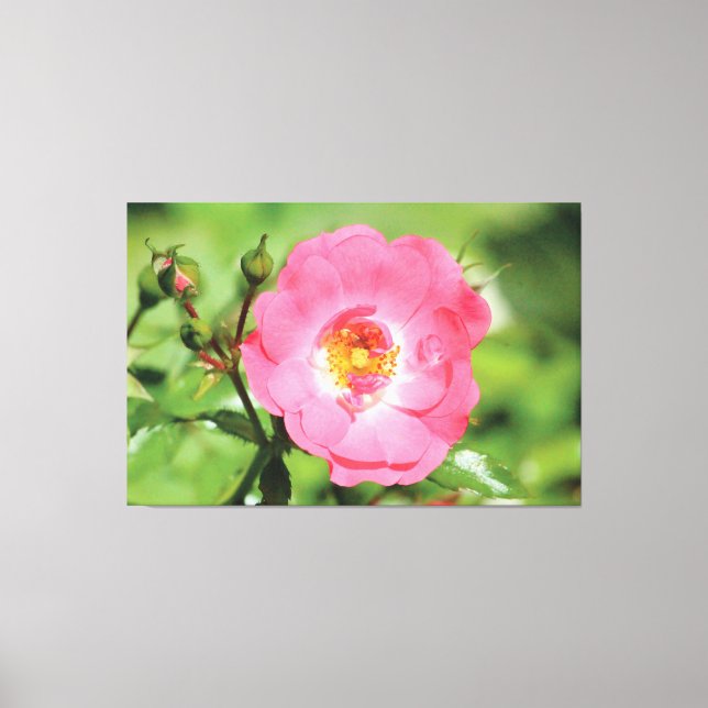Canvas de Rosa de Jardim Rosa Natural (Frente)