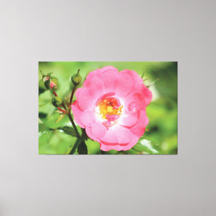 Canvas de Rosa de Jardim Rosa Natural