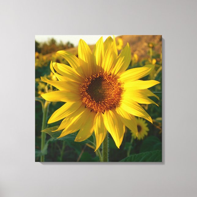 Canvas de Sensação de Girassol (Frente)