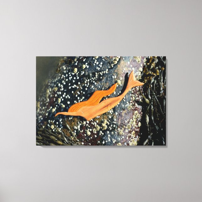 canvas de sereia mergulhadora (Frente)