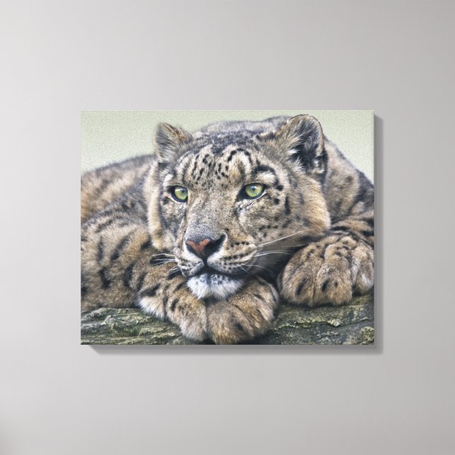 Canvas de Sonhos de Leopard (Frente)