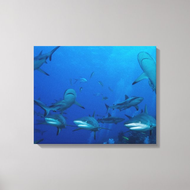 Canvas de tubarão de recife (Frente)