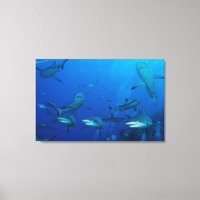 Canvas de tubarão de recife (Frente)