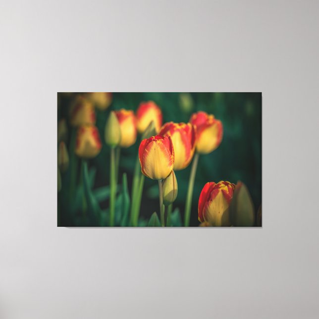 Canvas de Tulipas (Frente)