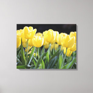 Canvas de Tulipas Amarelas