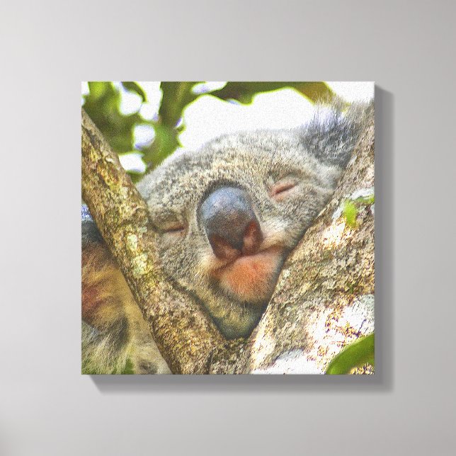 Canvas de Urso de Koala (Frente)