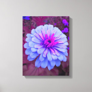 Canvas de Zinnia Rosa N