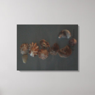 Canvas DECOR FPM - SeaShell SeaHorse ©️ 2012