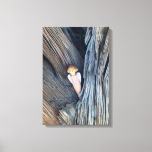 canvas do anjo da árvore