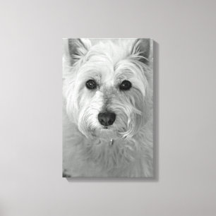 Canvas do cão de Westie (montanhas Terrier branco