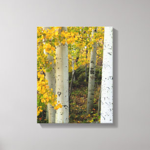 Canvas do Colorado Aspens Designer