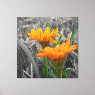 Canvas do Daisies