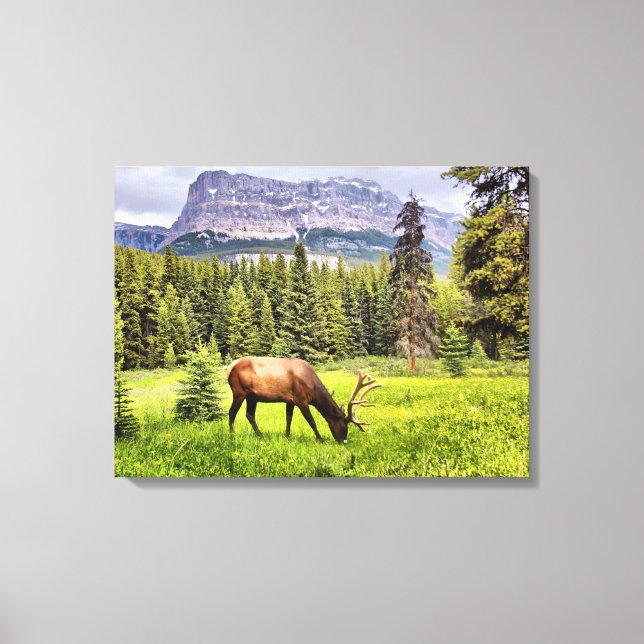 Canvas do Elk Bull (Frente)