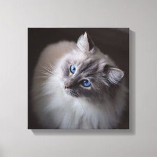 Canvas do gato de Ragdoll - os olhos azuis de