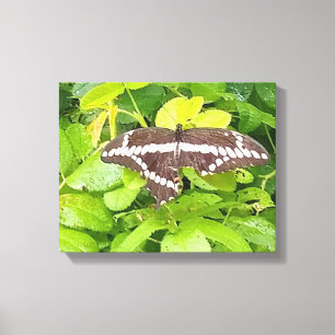 Canvas do jardim da borboleta