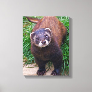 Canvas do Polecat