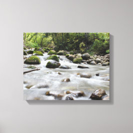 Canvas do Stream da Floresta