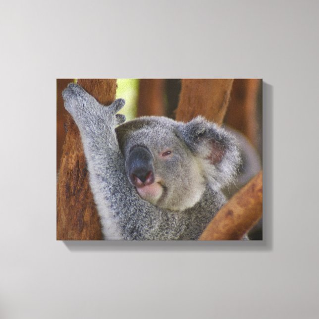 Canvas do Urso Koala (Frente)