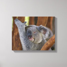 Canvas do Urso Koala